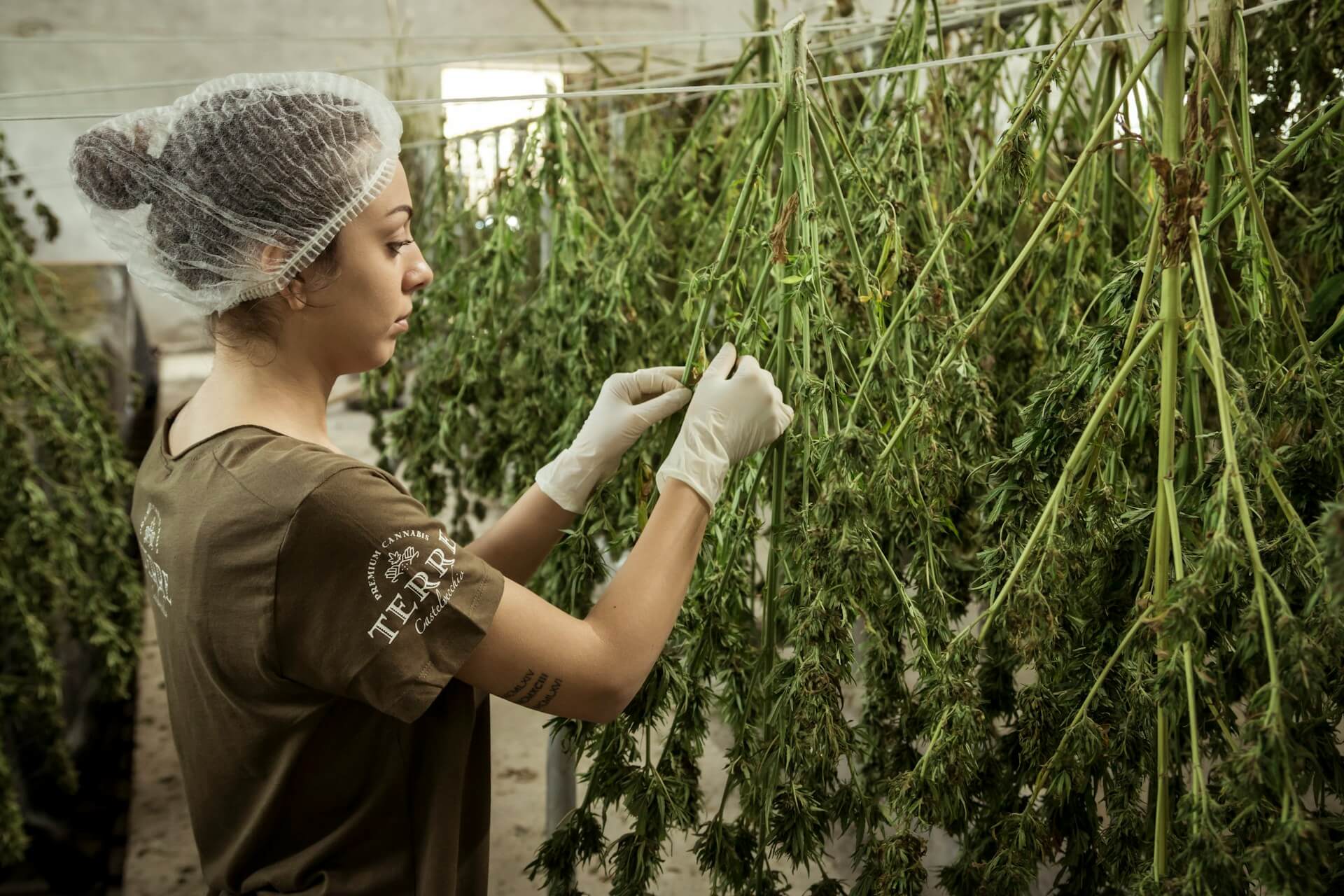 Cannabis for Women’s Health: Exploring the Potential Benefits