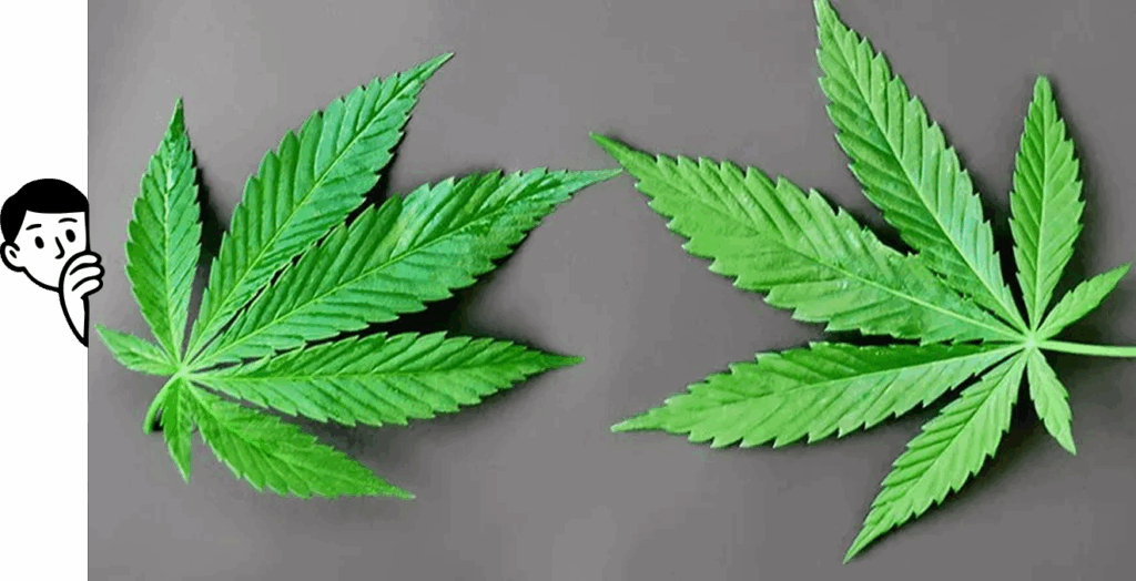 CBD vs THC – Key Cannabis Differences - The Dispensary of NJ