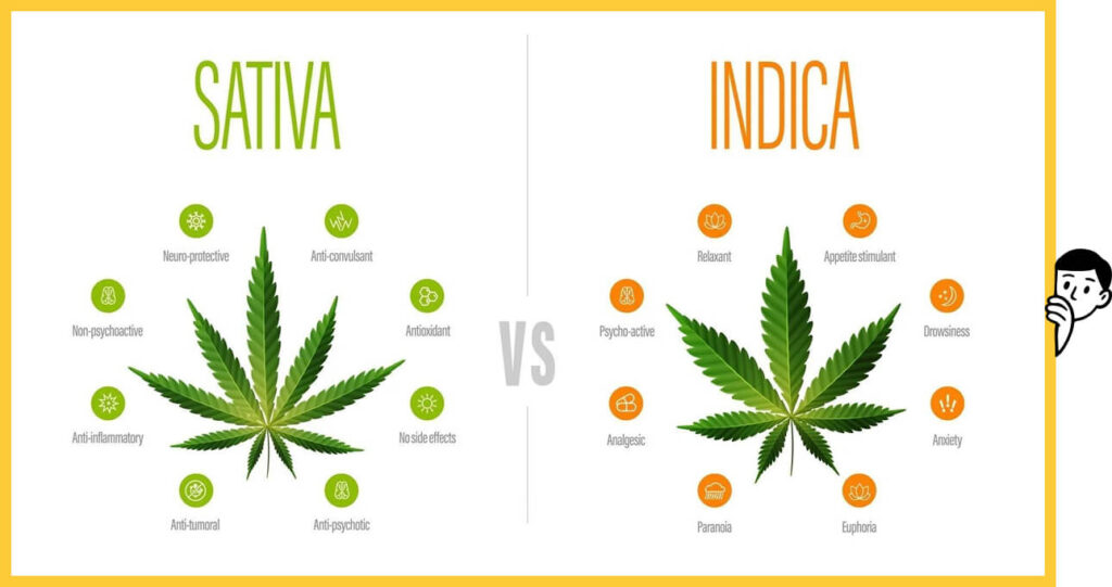 Indica vs Sativa – Effects and Uses
The dispensary OF NJ