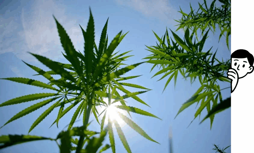 The Dispensary Nj - Medical Cannabis Basics