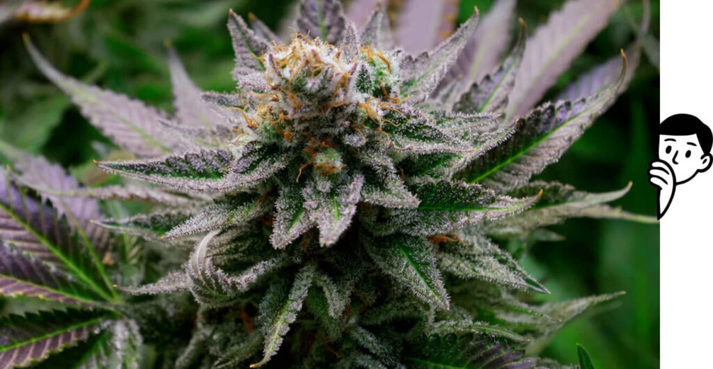 The Dispensaries of NJ: How to Pick Strains by Terpene Profile - cannabis
